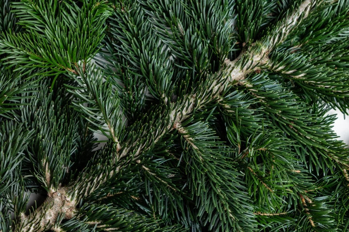 Gałązka jodły kaukaskiej- 100 cm (1 sztuka), zdjęcie 4