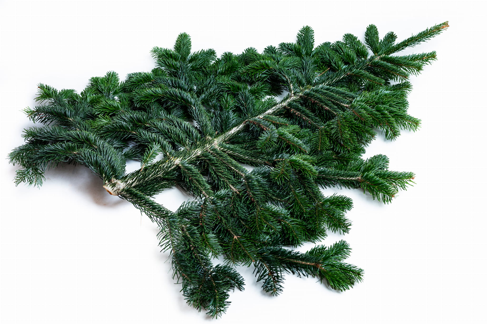 Gałązka jodły kaukaskiej - 80 cm (1 sztuka) - zdjęcie produktowe