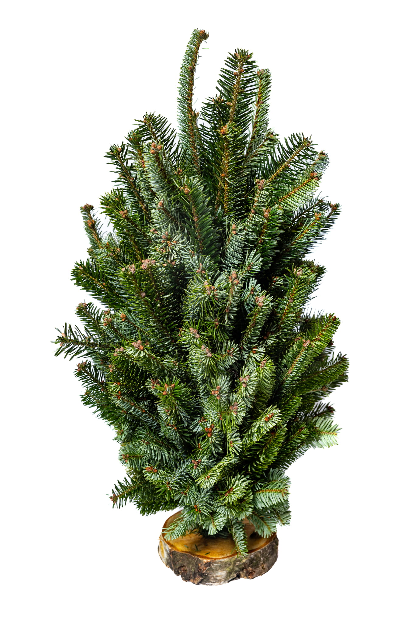 Mini choinka dekoracyjna Jodła Nobilis 50 cm - zdjęcie produktowe