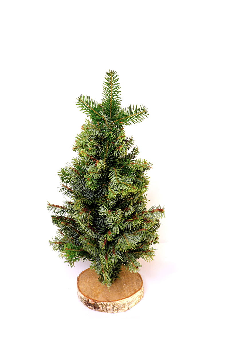 Mini choinka dekoracyjna Jodła Nobilis 30 cm - zdjęcie produktowe