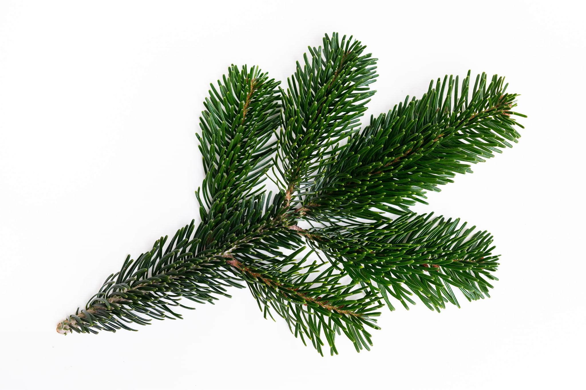 Gałązka jodły kaukaskiej - 10 cm (1 sztuka) - zdjęcie produktowe
