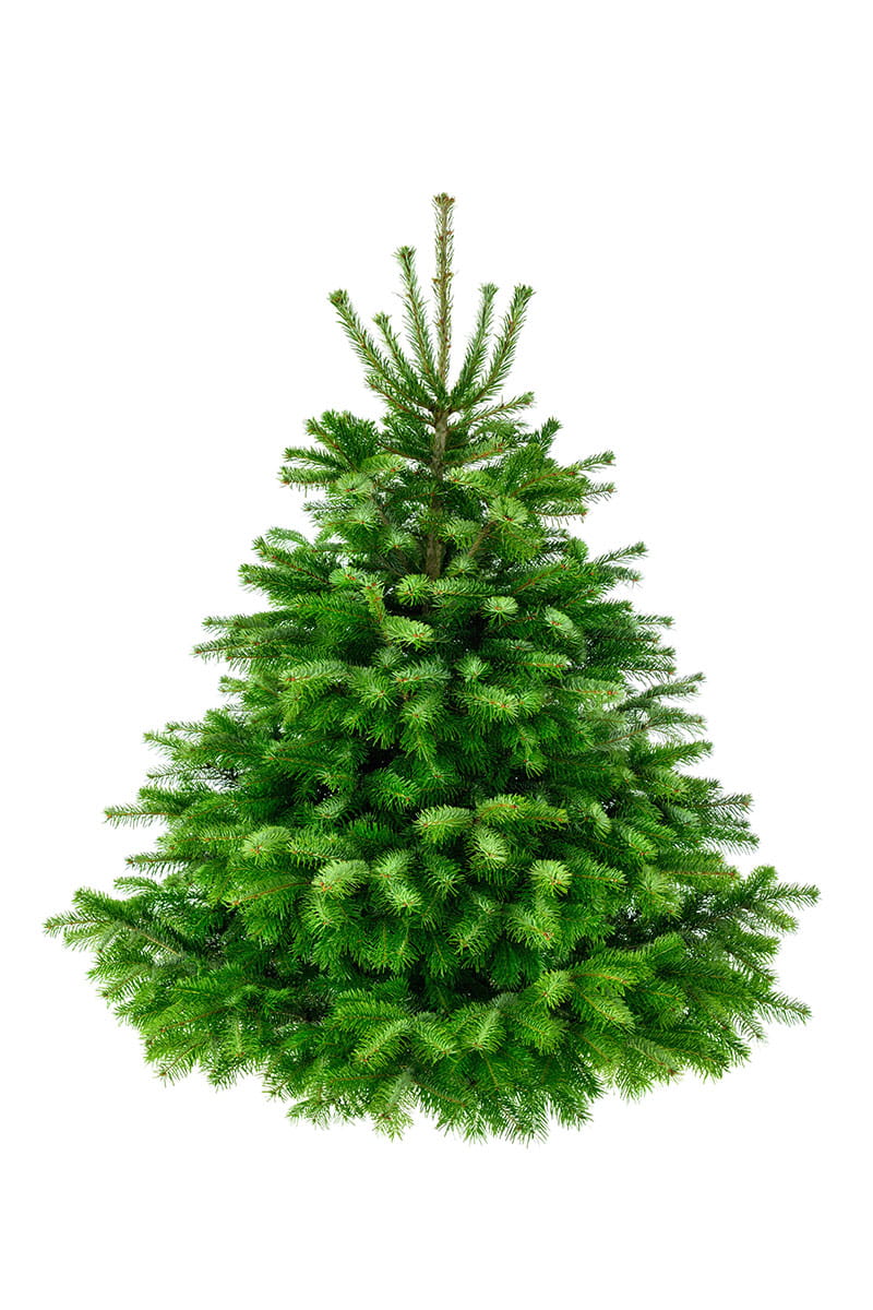 241-260 cm Jodła Kaukaska Żywa Choinka Cięta STANDARD — pełne zdjęcie produktu