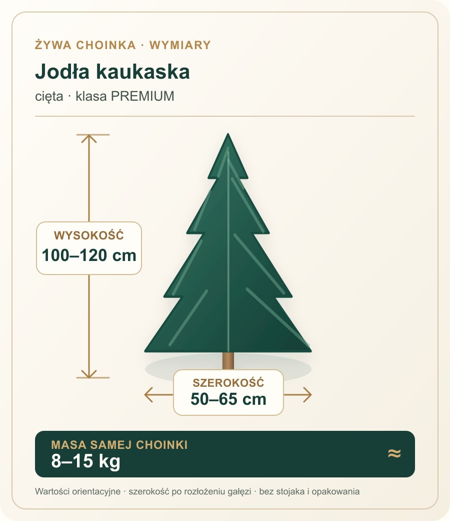 Jodła kaukaska cięta, klasa PREMIUM: wysokość 100–120 cm, szerokość 50–65 cm, masa 8–15 kg