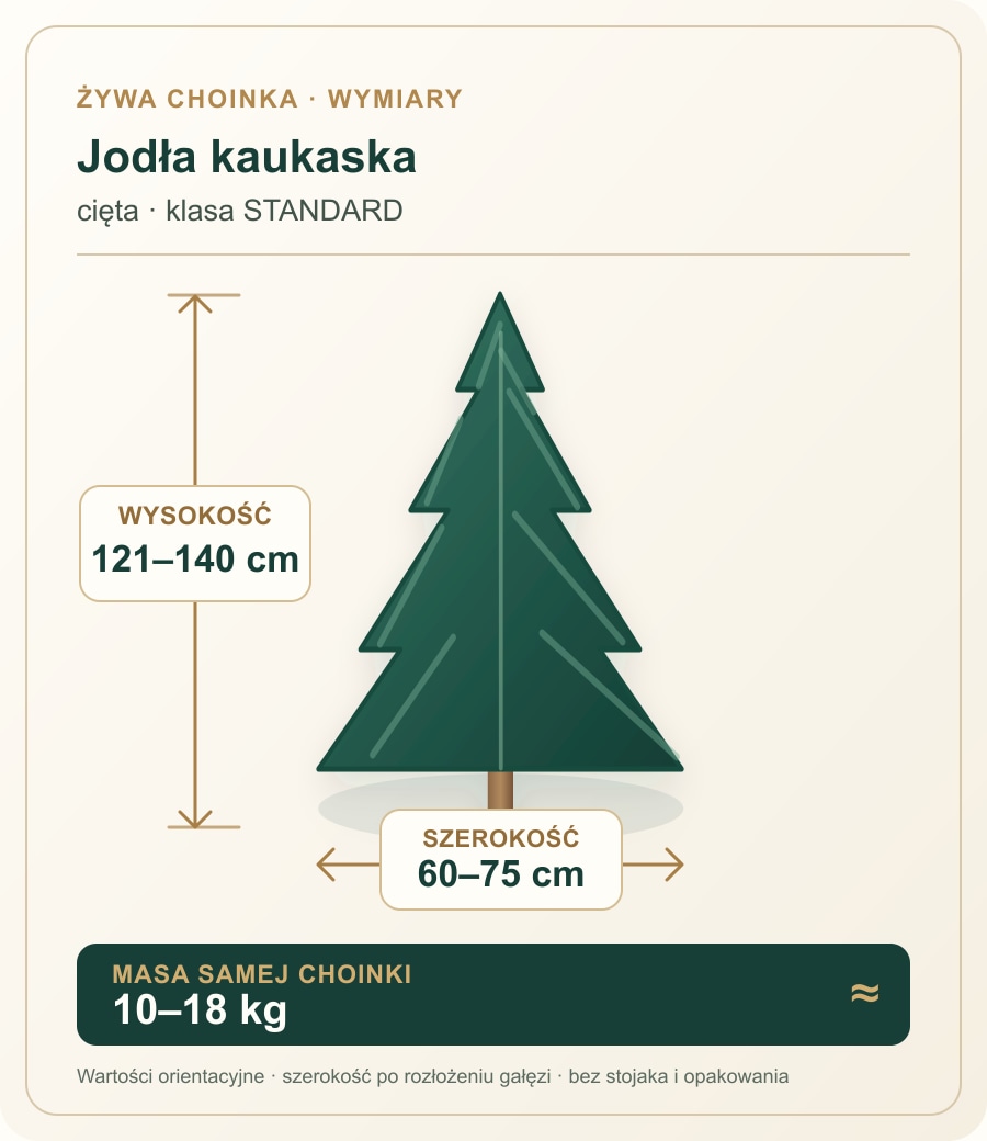 Jodła kaukaska cięta, klasa STANDARD: wysokość 121–140 cm, szerokość 60–75 cm, masa 10–18 kg